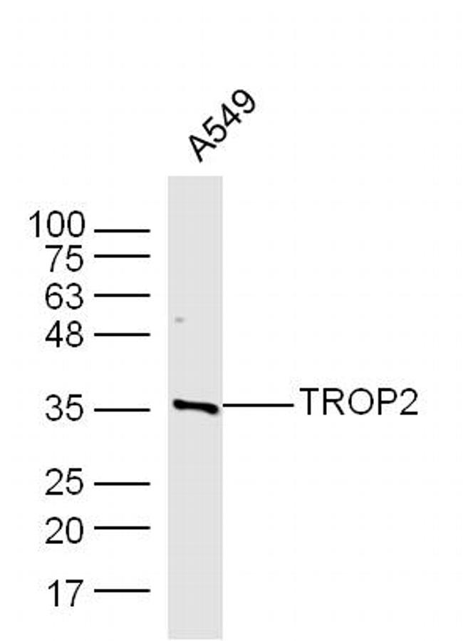 TROP2 Antibody in Western Blot (WB)