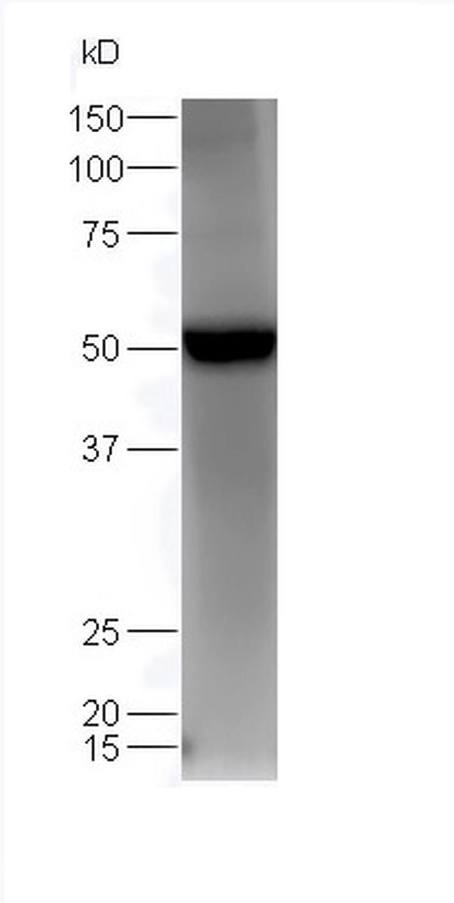 Estrogen Related Receptor gamma Antibody in Western Blot (WB)