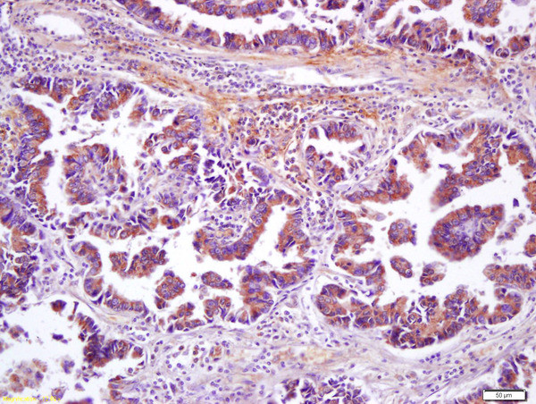Wnt8b Antibody in Immunohistochemistry (Paraffin) (IHC (P))