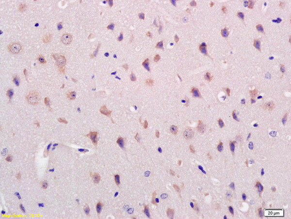 Acylglycerol Kinase Antibody in Immunohistochemistry (Paraffin) (IHC (P))