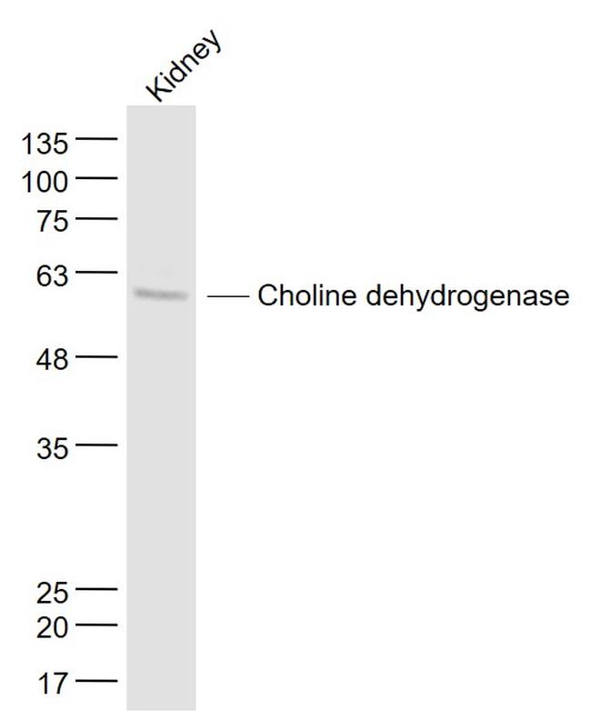 Choline dehydrogenase Antibody in Western Blot (WB)