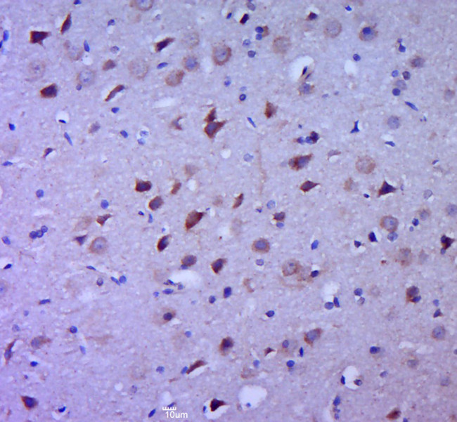 IL-1 Beta Antibody in Immunohistochemistry (Paraffin) (IHC (P))