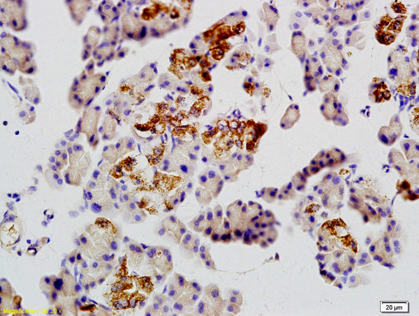 GLUT10 Antibody in Immunohistochemistry (Paraffin) (IHC (P))