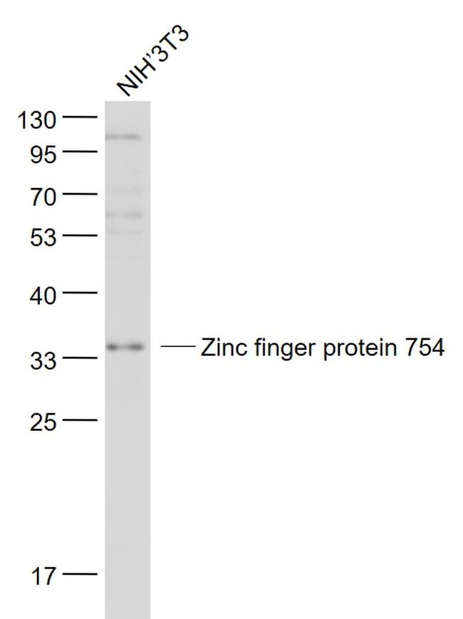 Zinc finger protein 754 Antibody in Western Blot (WB)