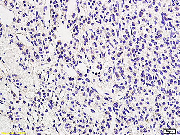 LHR Antibody in Immunohistochemistry (Paraffin) (IHC (P))