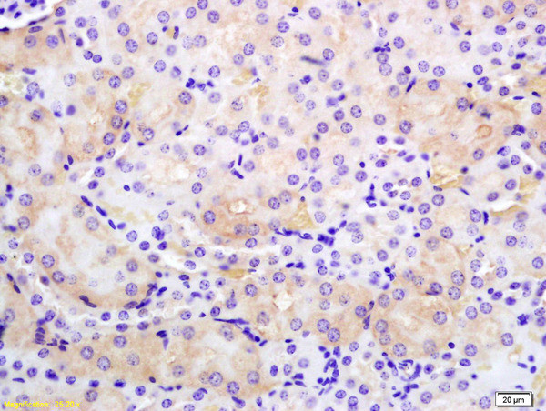 PMCA2 Antibody in Immunohistochemistry (Paraffin) (IHC (P))