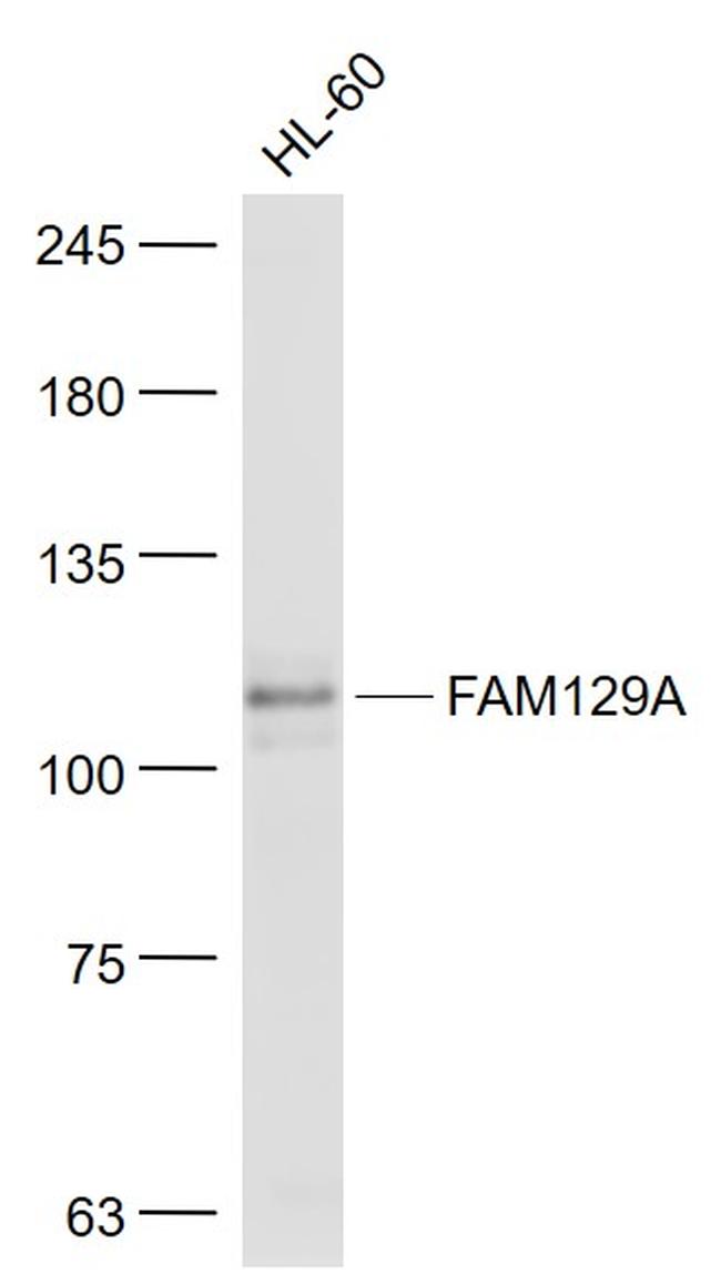 FAM129A Antibody in Western Blot (WB)