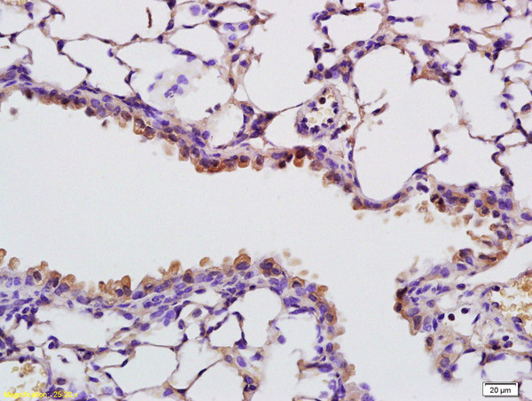 RNASE4 Antibody in Immunohistochemistry (Paraffin) (IHC (P))