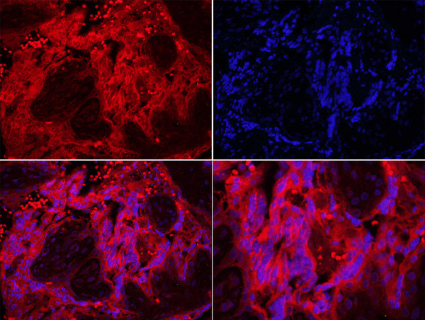 TLR7 Antibody in Immunohistochemistry (Paraffin) (IHC (P))