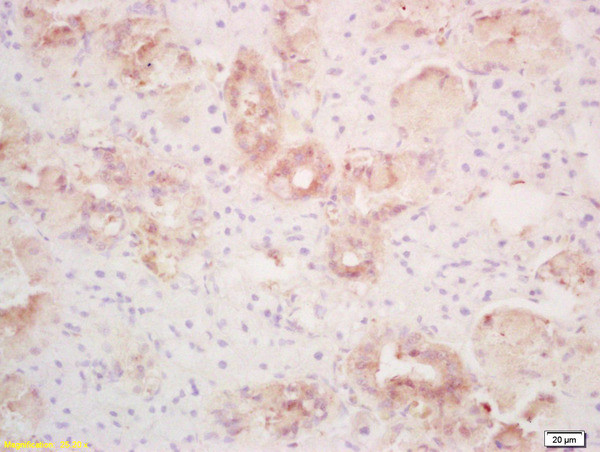 PLRP1 Antibody in Immunohistochemistry (Paraffin) (IHC (P))