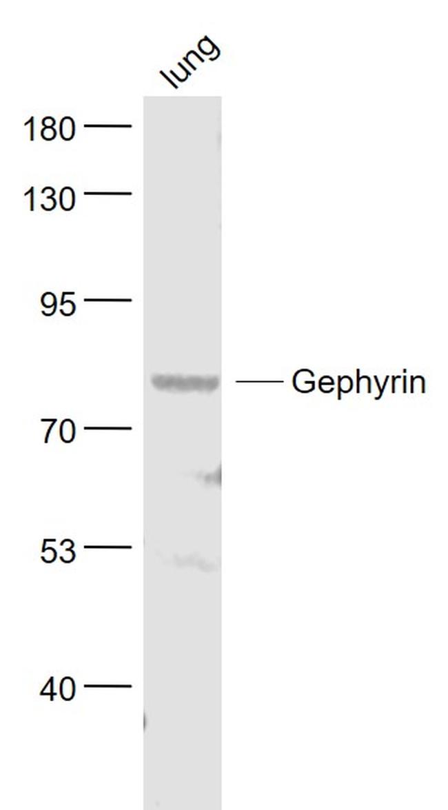 Gephyrin Antibody in Western Blot (WB)