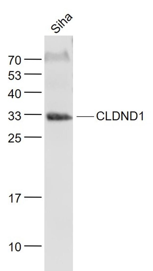 CLDND1 Antibody in Western Blot (WB)