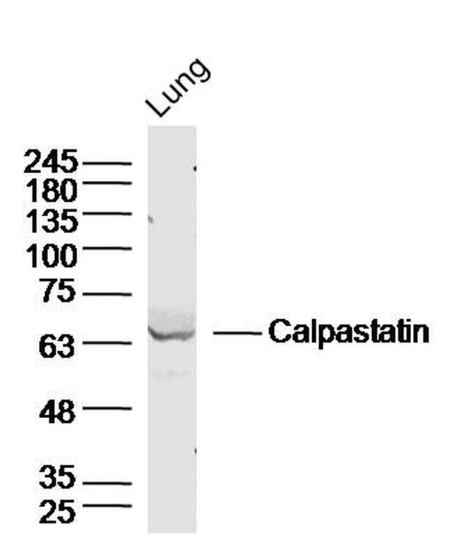 Calpastatin Antibody in Western Blot (WB)