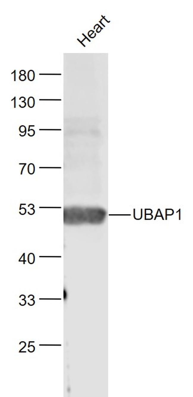 UBAP1 Antibody in Western Blot (WB)