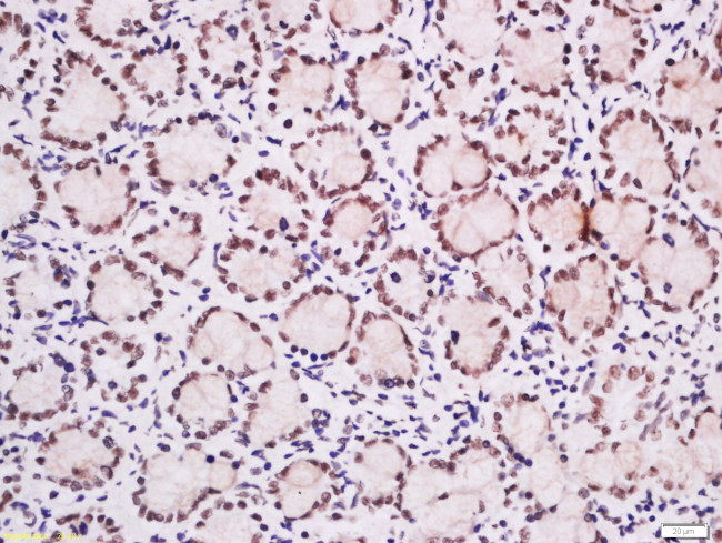 Ubiquitously expressed transcript Antibody in Immunohistochemistry (Paraffin) (IHC (P))
