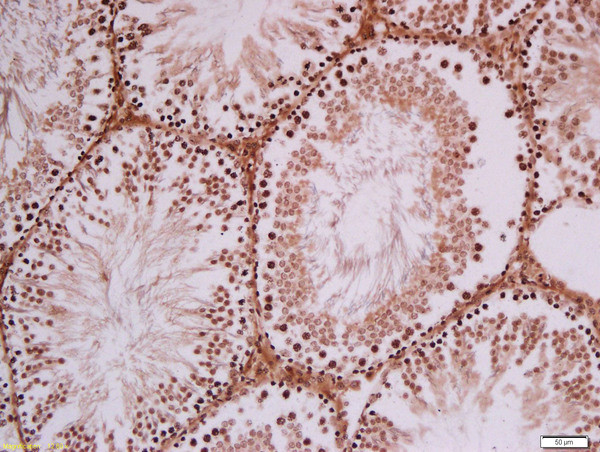 FAM120C Antibody in Immunohistochemistry (Paraffin) (IHC (P))