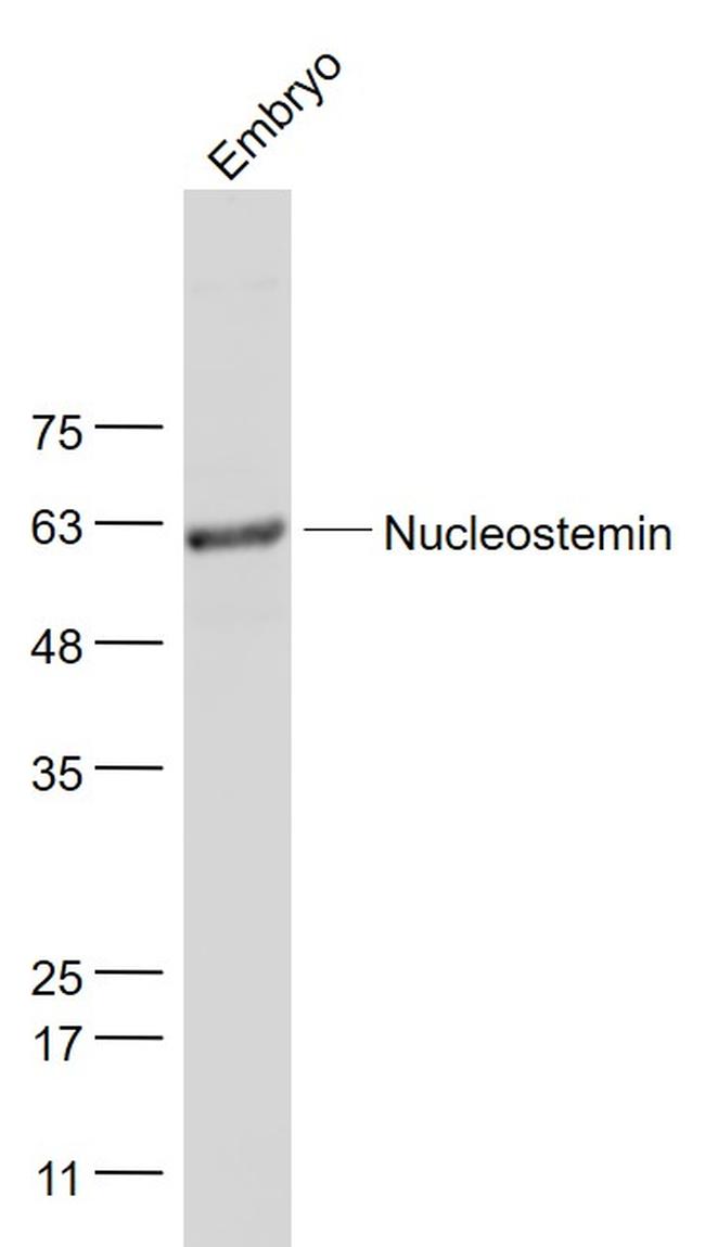 Nucleostemin Antibody in Western Blot (WB)