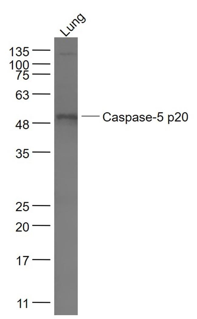 Caspase 5 Antibody in Western Blot (WB)