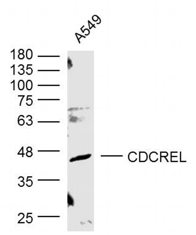 Sept5 Antibody in Western Blot (WB)