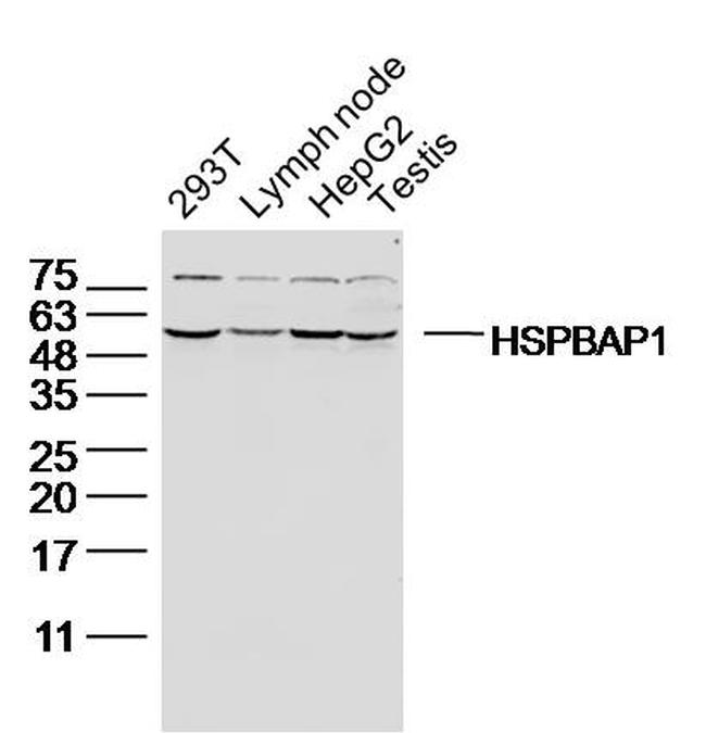HSPBAP1 Antibody in Western Blot (WB)