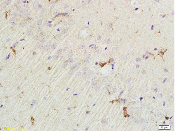 EphA7 Antibody in Immunohistochemistry (Paraffin) (IHC (P))