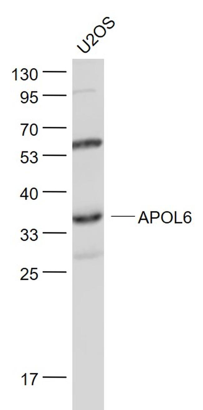 APOL6 Antibody in Western Blot (WB)