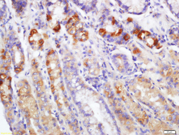 EDA2R Antibody in Immunohistochemistry (Paraffin) (IHC (P))