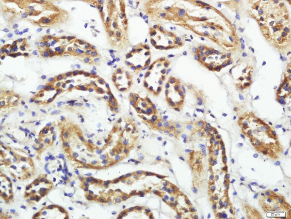 CD200R2 Antibody in Immunohistochemistry (Paraffin) (IHC (P))