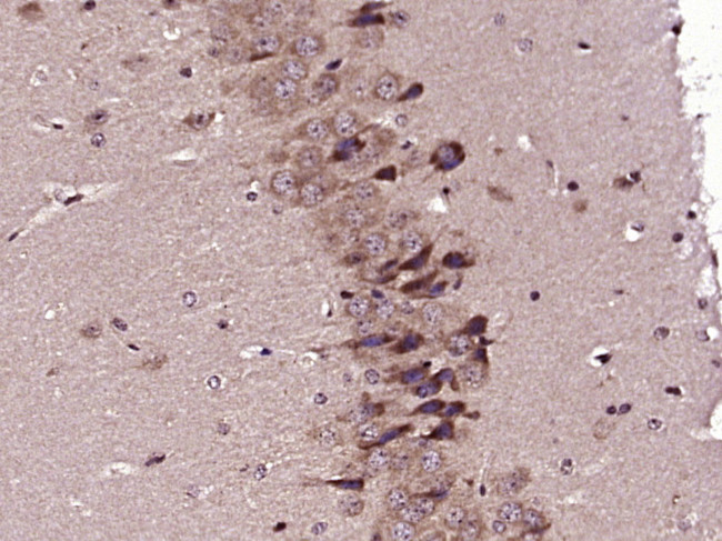 SPON1 Antibody in Immunohistochemistry (Paraffin) (IHC (P))