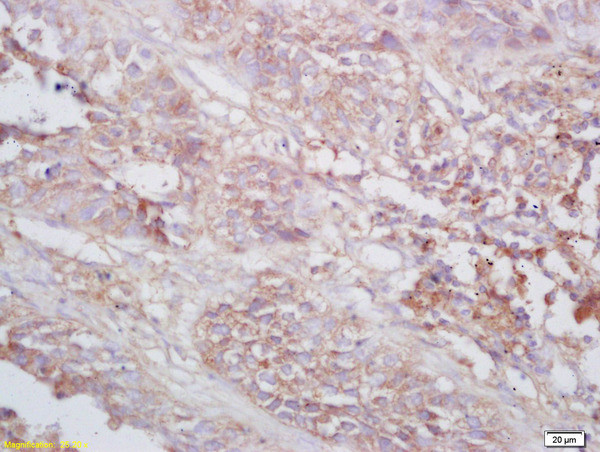 TNMD Antibody in Immunohistochemistry (Paraffin) (IHC (P))