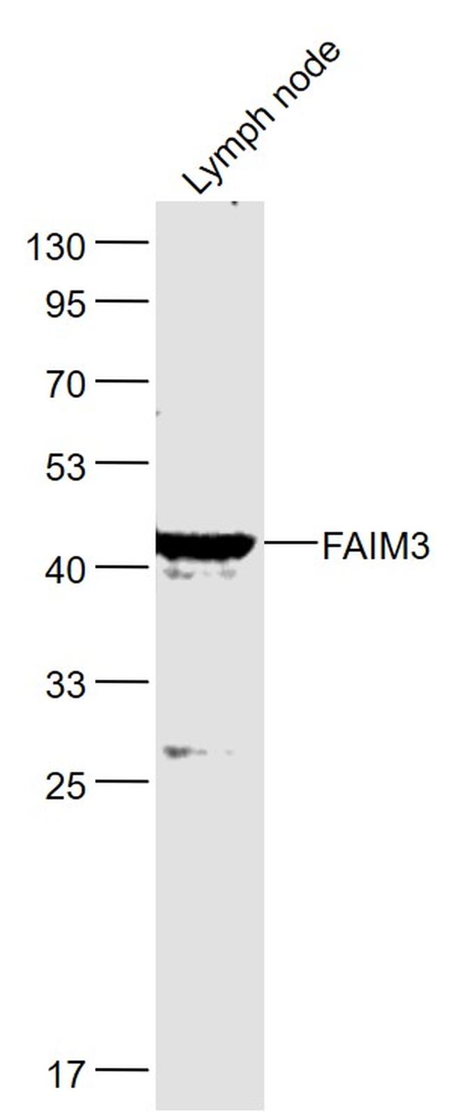 FAIM3 Antibody in Western Blot (WB)