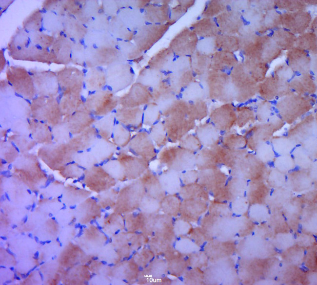 Creatine Kinase MM Antibody in Immunohistochemistry (Paraffin) (IHC (P))