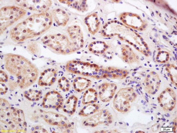 Serine carboxypeptidase 1 Antibody in Immunohistochemistry (Paraffin) (IHC (P))