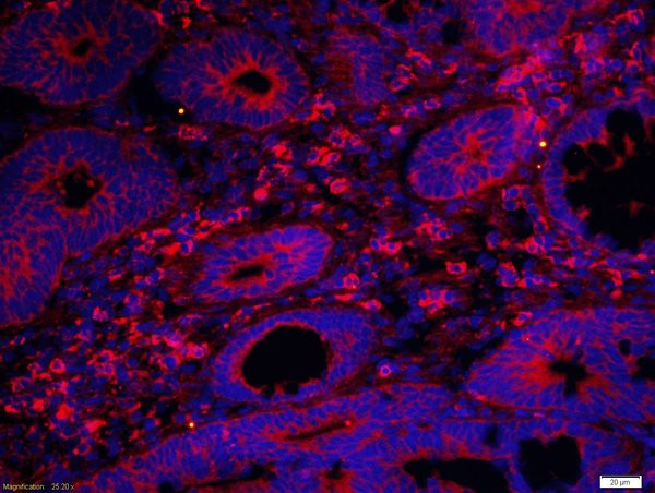 DNase 2 alpha Antibody in Immunohistochemistry (Paraffin) (IHC (P))