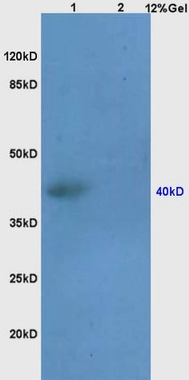 SEPT1 Antibody in Western Blot (WB)