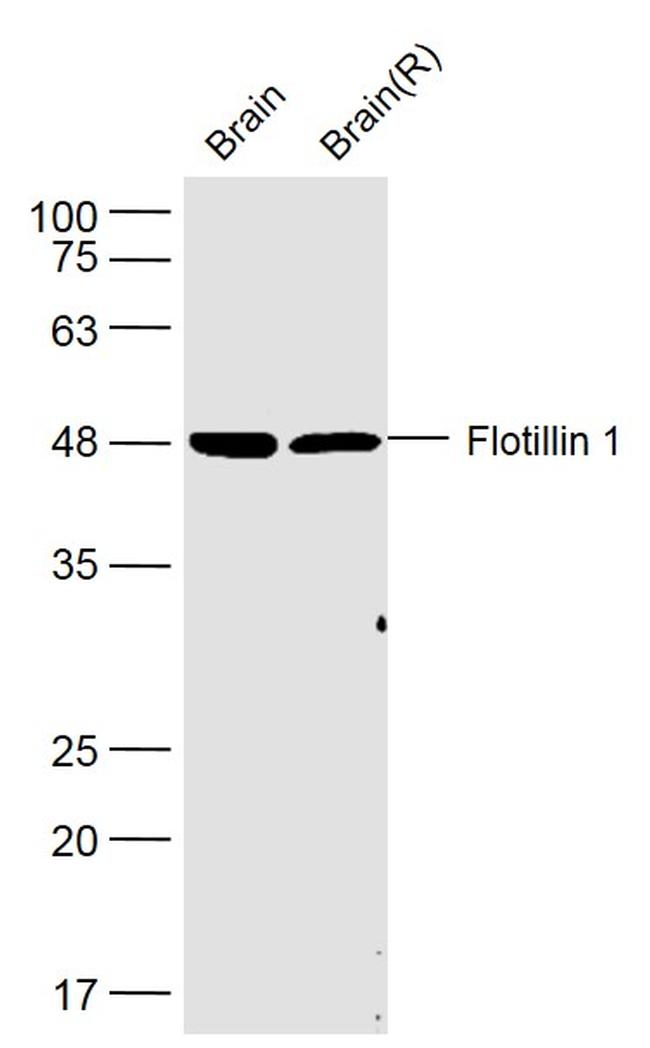Flotillin 1 Antibody in Western Blot (WB)