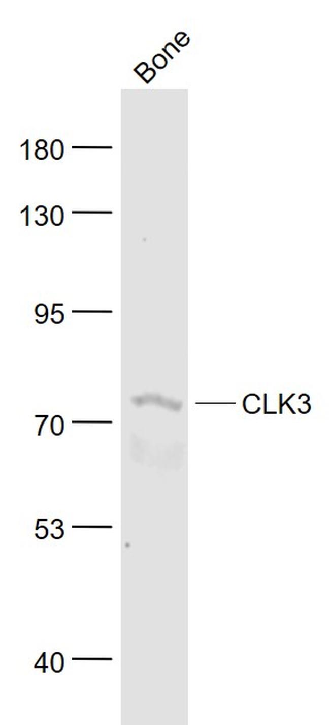 CLK3 Antibody in Western Blot (WB)