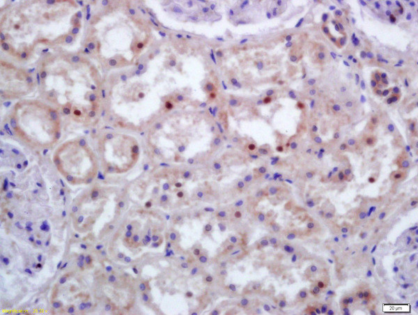 HOXC9 Antibody in Immunohistochemistry (Paraffin) (IHC (P))