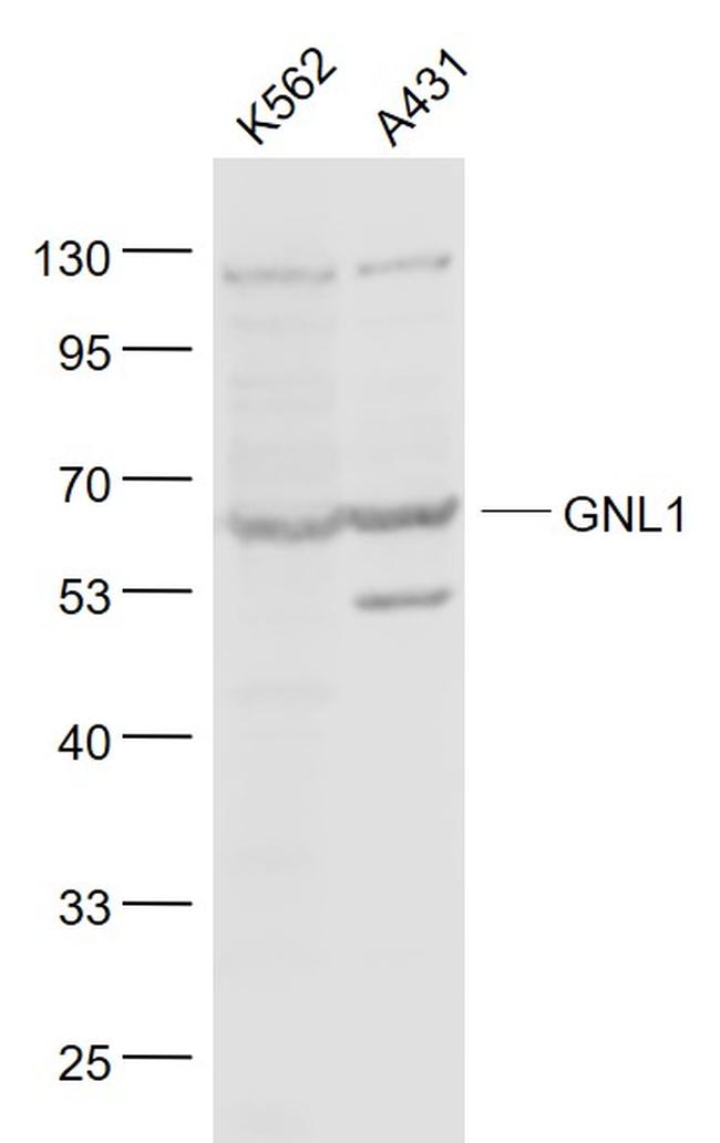 GNL1 Antibody in Western Blot (WB)