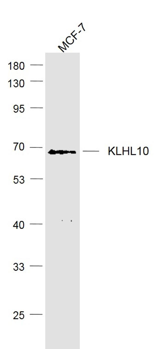 KLHL10 Antibody in Western Blot (WB)