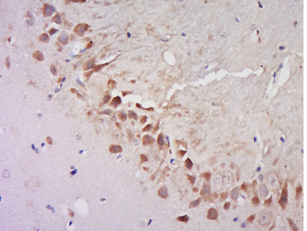 AGFG2 Antibody in Immunohistochemistry (Paraffin) (IHC (P))