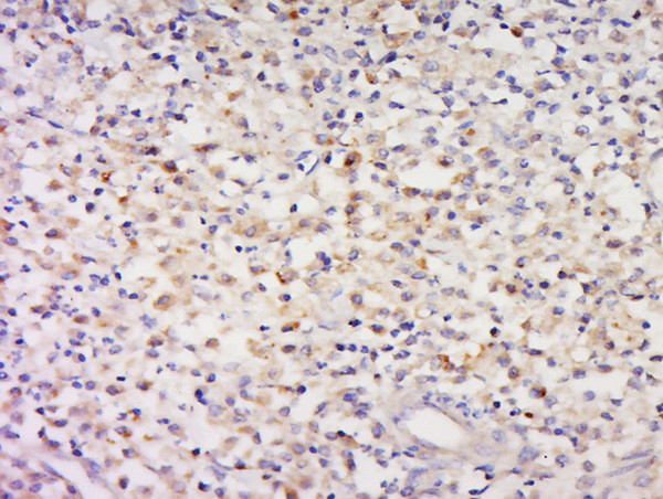 CCDC58 Antibody in Immunohistochemistry (Paraffin) (IHC (P))