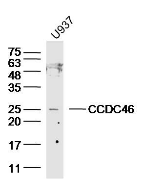 CCDC46 Antibody in Immunocytochemistry (ICC/IF)