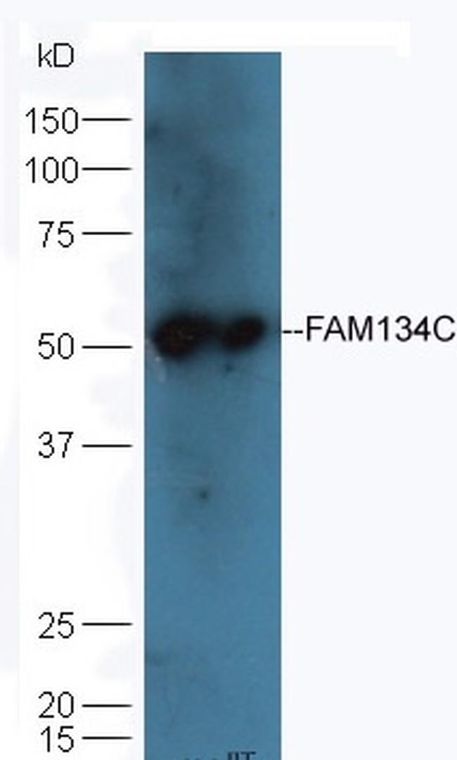 FAM134C Antibody in Western Blot (WB)