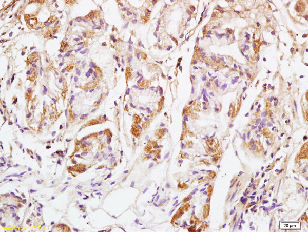 GM130 Antibody in Immunohistochemistry (Paraffin) (IHC (P))