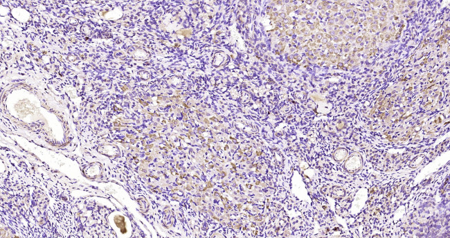 TCAB1 Antibody in Immunohistochemistry (Paraffin) (IHC (P))