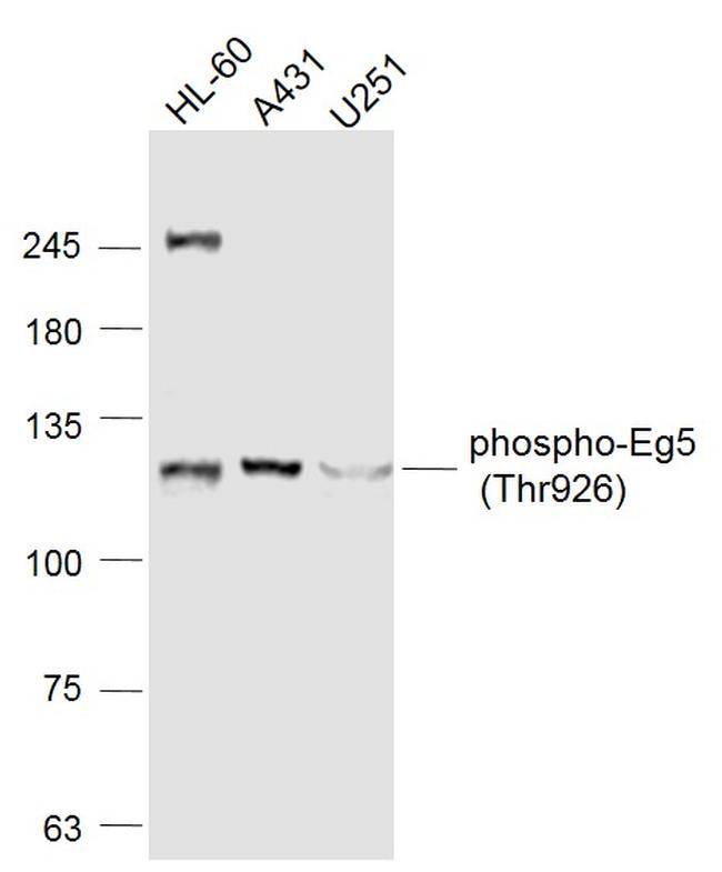 Phospho-Eg5 (Thr926) Antibody in Western Blot (WB)