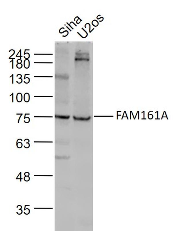 FAM161A Antibody in Western Blot (WB)