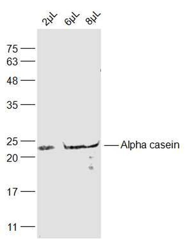 Alpha casein Antibody in Western Blot (WB)