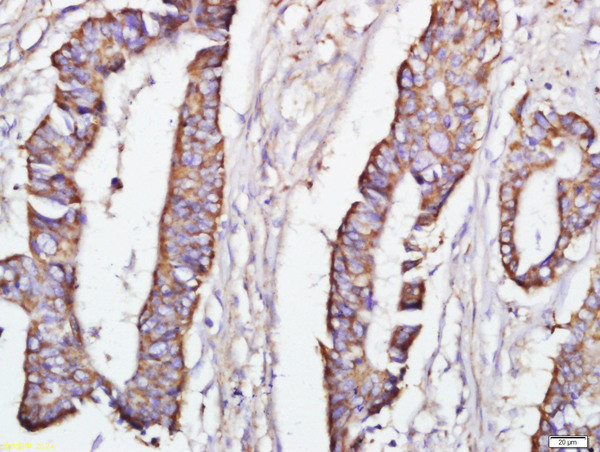 DEPTOR Antibody in Immunohistochemistry (Paraffin) (IHC (P))